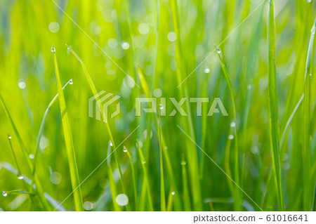 晨露 晨露 61016641