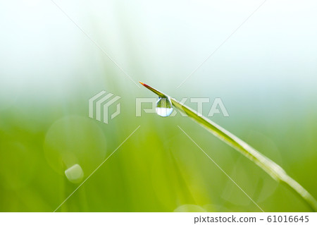 Morning dew Morning dew 61016645