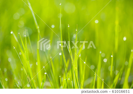 晨露 晨露 61016651