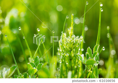 晨露 晨露 61016656