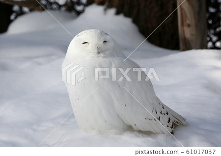 Snowy owl 61017037