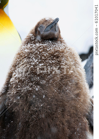 King Penguin's chick 61017041