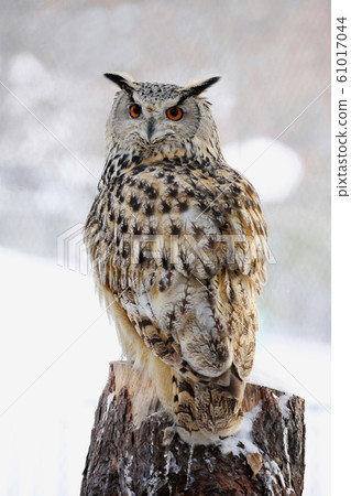 Eagle Misukazu 61017044