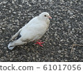 白鴿 61017056