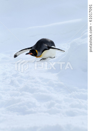 King penguin King penguin 61017091