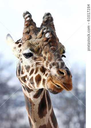 網紋長頸鹿 61017284