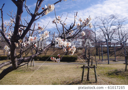 落合公園梅 61017285