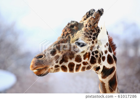 Reticulated giraffe Reticulated giraffe 61017286