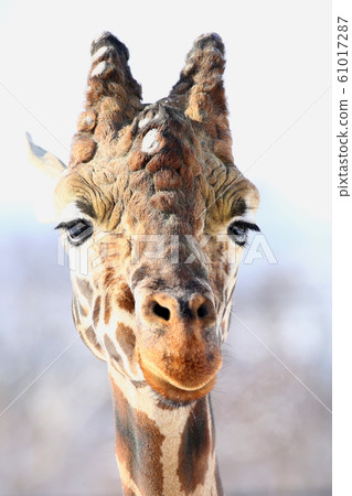 面對Amequilin 61017287