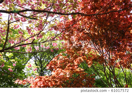 Flower scenery at Asahiyama observatory 61017572