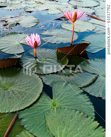 Pink lotus water lilies full bloom under morning 61017762