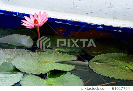 Pink lotus water lilies full bloom under morning 61017764