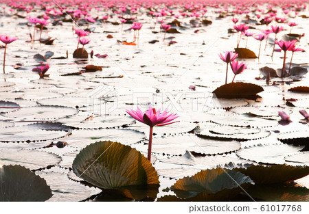 Pink lotus water lilies full bloom under morning 61017768