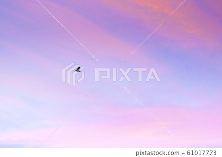 Single Egret bird flying against beautiful 61017773