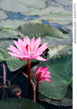 Pink lotus water lilies full bloom under morning 61017775