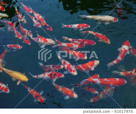 小千谷市葵的村莊 61017978