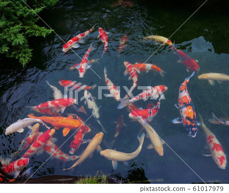 小千谷市葵的村莊 61017979