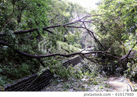 Fallen tree Fallen tree 61017980