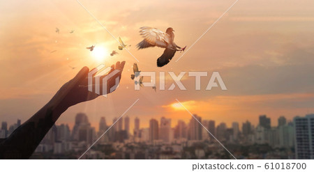 Hands of woman praying and free birds enjoying nature on city sunset background, hope concept. 61018700