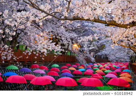 Jinhae Gunhangje Festival in Busan,Korea 61018942