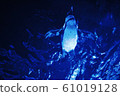 Penguin swimming underwater 61019128