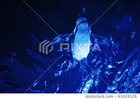 Penguin swimming underwater 61019128