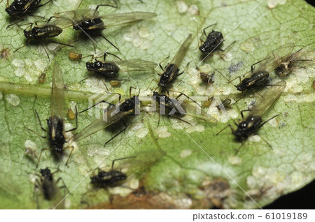 Aphids 61019189
