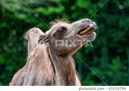 Bactrian camel, Camelus bactrianus in a german zoo Bactrian camel, Camelus bactrianus in a german zoo 61019784
