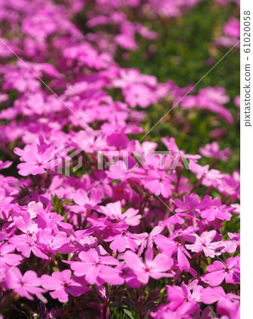 Moss phlox  61020058