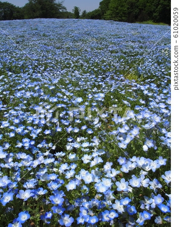Nemophila 61020059