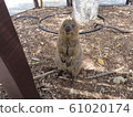 Quokka 61020174