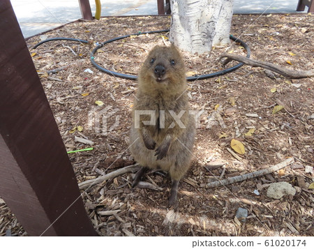 Quokka 61020174