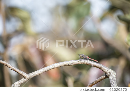 Dragonfly Akiakane Dragonfly Akiakane 61020270
