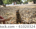 Quokka 61020324