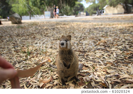 Quokka Quokka 61020324