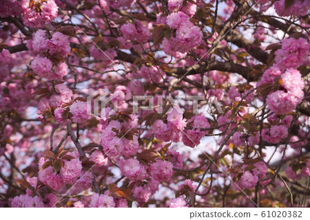 Oita-shi Ikedaji 61020382