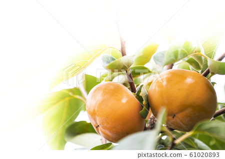 柿子 柿子 61020893