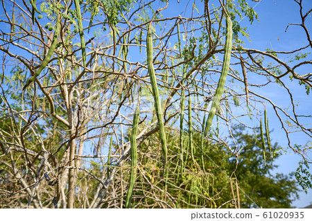 Moringa leaves 61020935