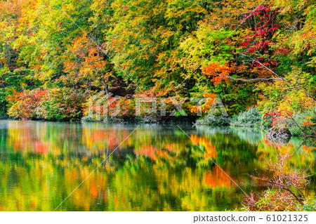 Autumn leaves at Myoko / Sennin Pond Autumn leaves at Myoko / Sennin Pond 61021325