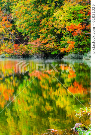 Myoko / Sennin Pond的秋葉 Myoko / Sennin Pond的秋葉 61021329