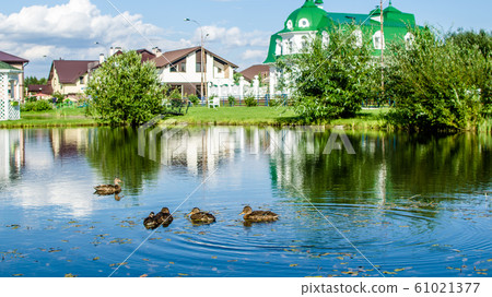 ducks on the pond on a summer sunny day ducks on the pond on a summer sunny day 61021377