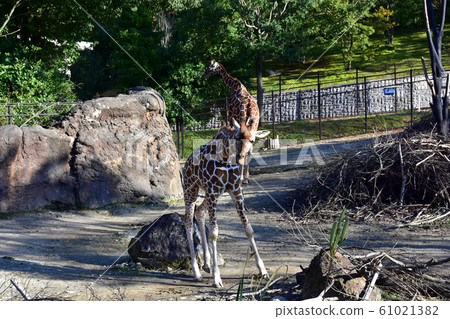 動物園麒麟石川動物園 動物園麒麟石川動物園 61021382