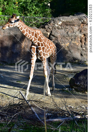 動物園麒麟石川動物園 61021383