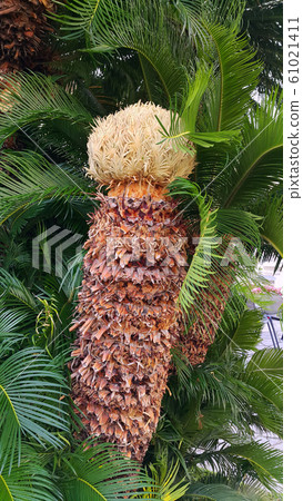 Sago palm tree (Cycas revoluta) with female cone 61021411