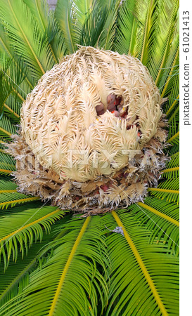 Cone with fruits and foliage of cycas revoluta 61021413