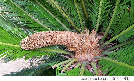 Male cone and foliage of cycas revoluta cycadaceae 61021414