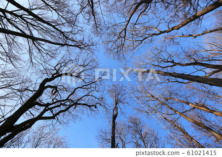 Tops of bare trees on a blue sky background 61021415