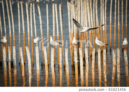 Seagull standing on bamboo Seagull standing on bamboo 61021456