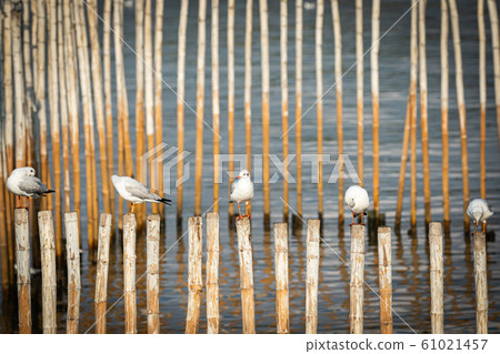 Seagull standing on bamboo  61021457