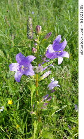 Beautiful Bluebells and different herbs in the Beautiful Bluebells and different herbs in the 61021588